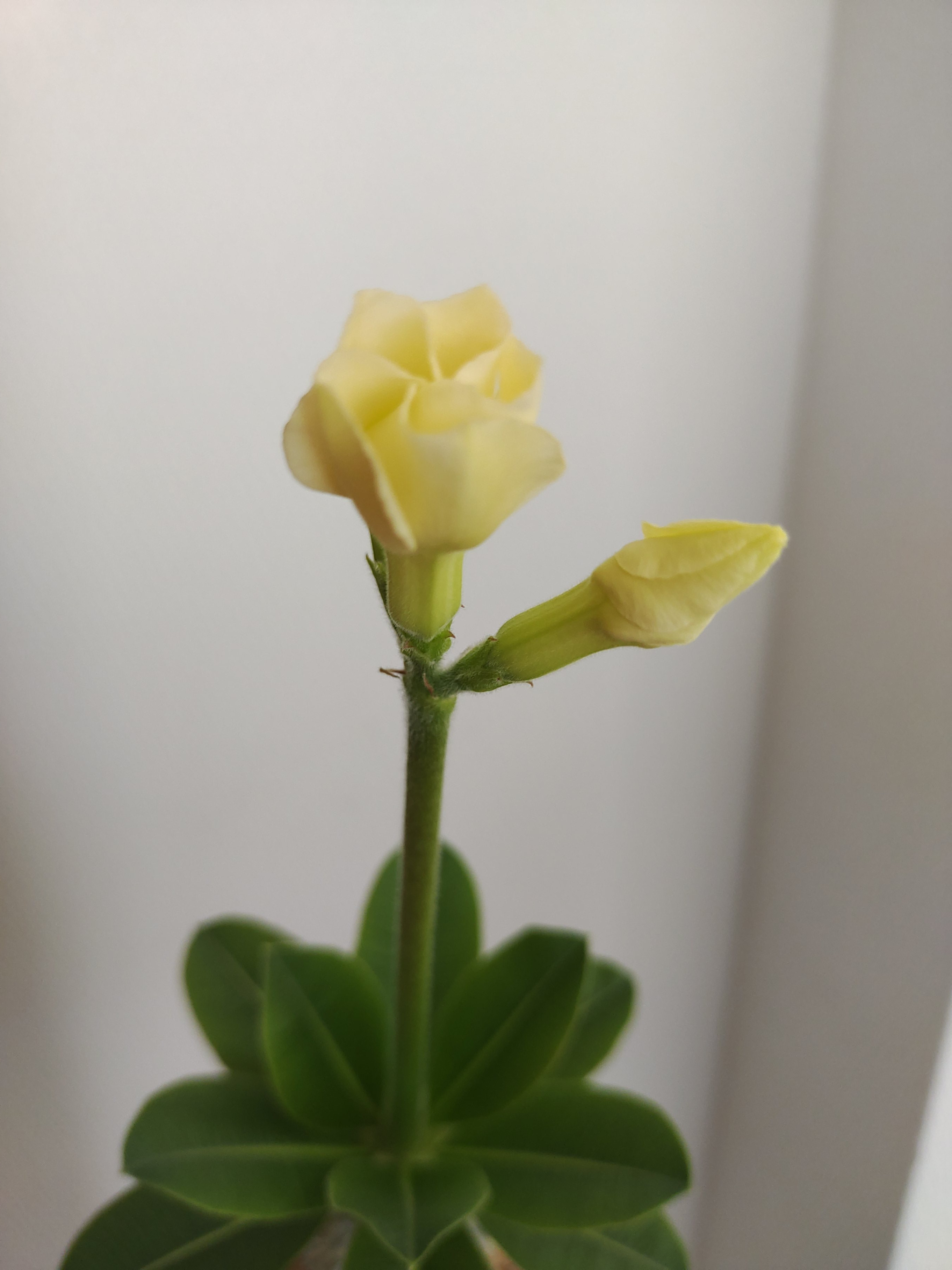 咲きましたっ（画像あり）