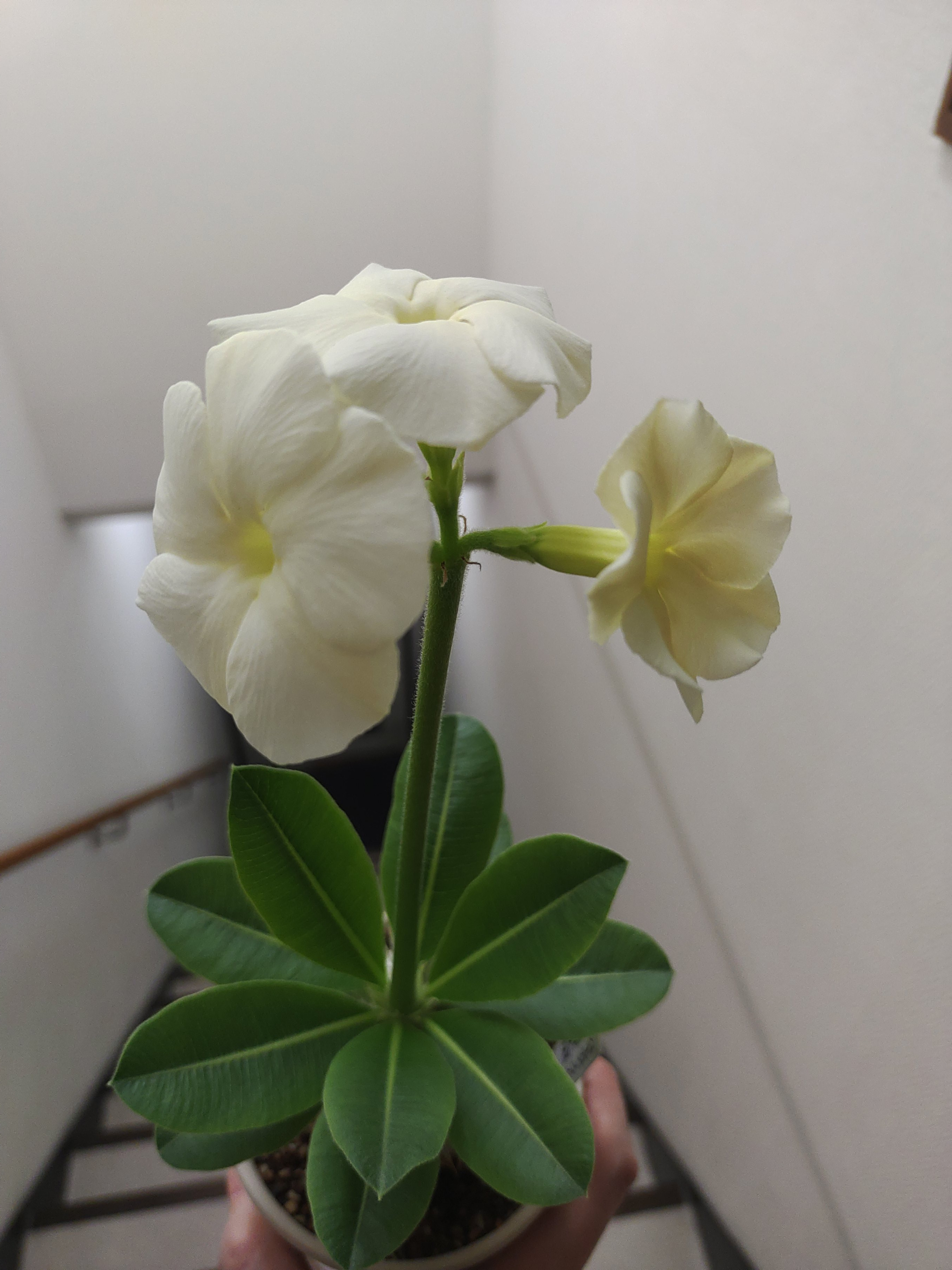 満開（画像あり）