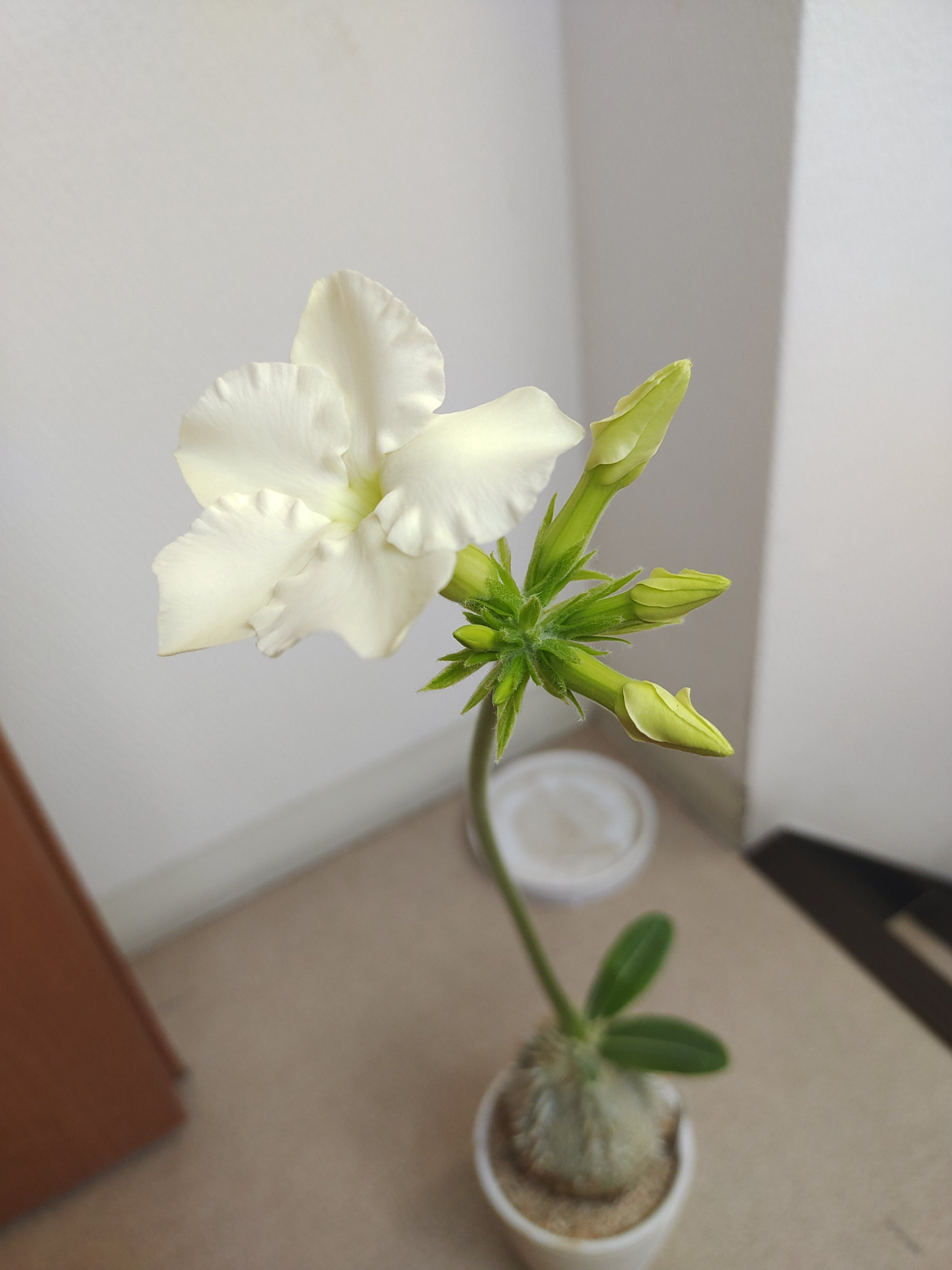 パキポディウムも咲きました（画像あり）