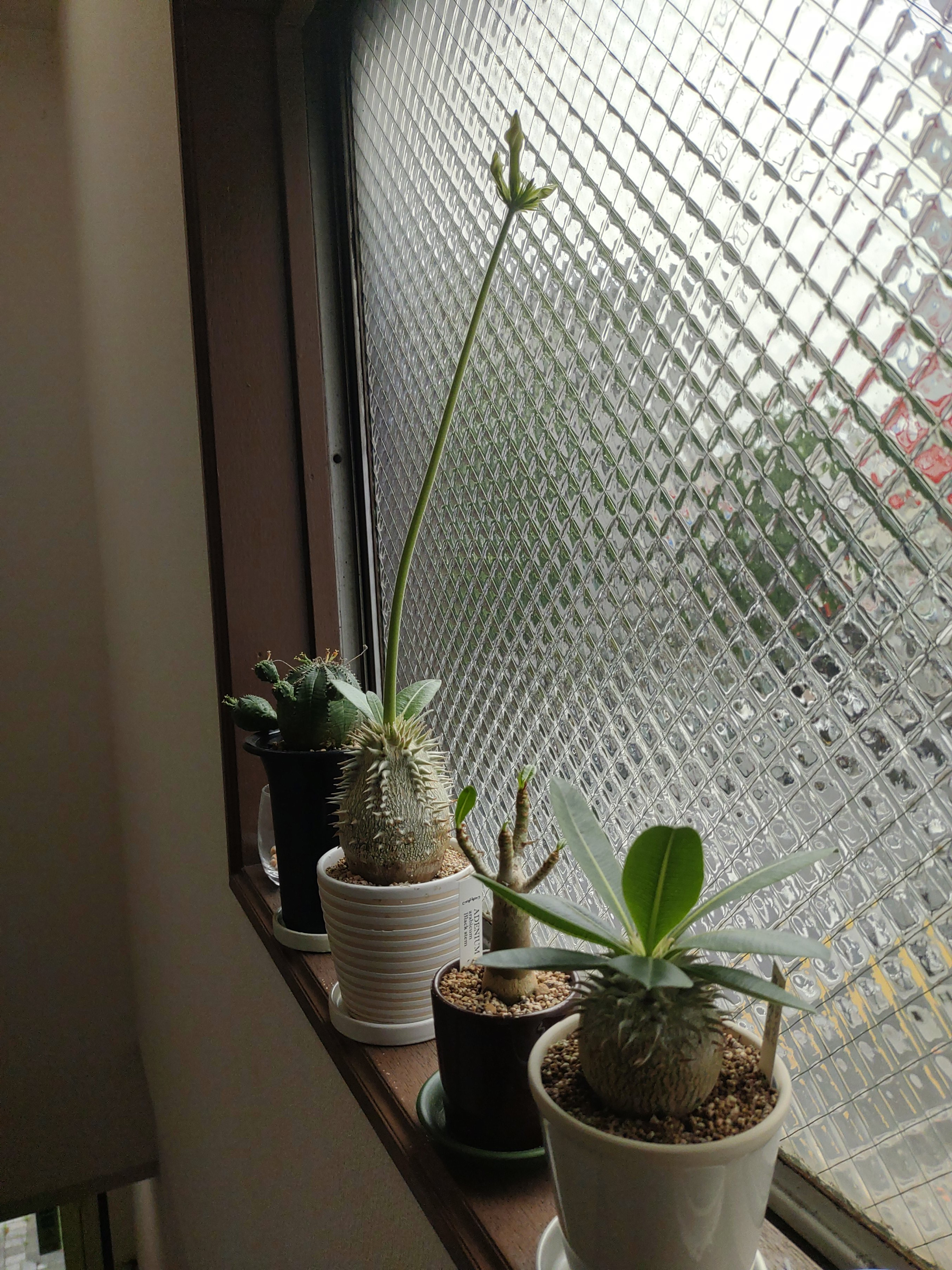 こんなに長いんです