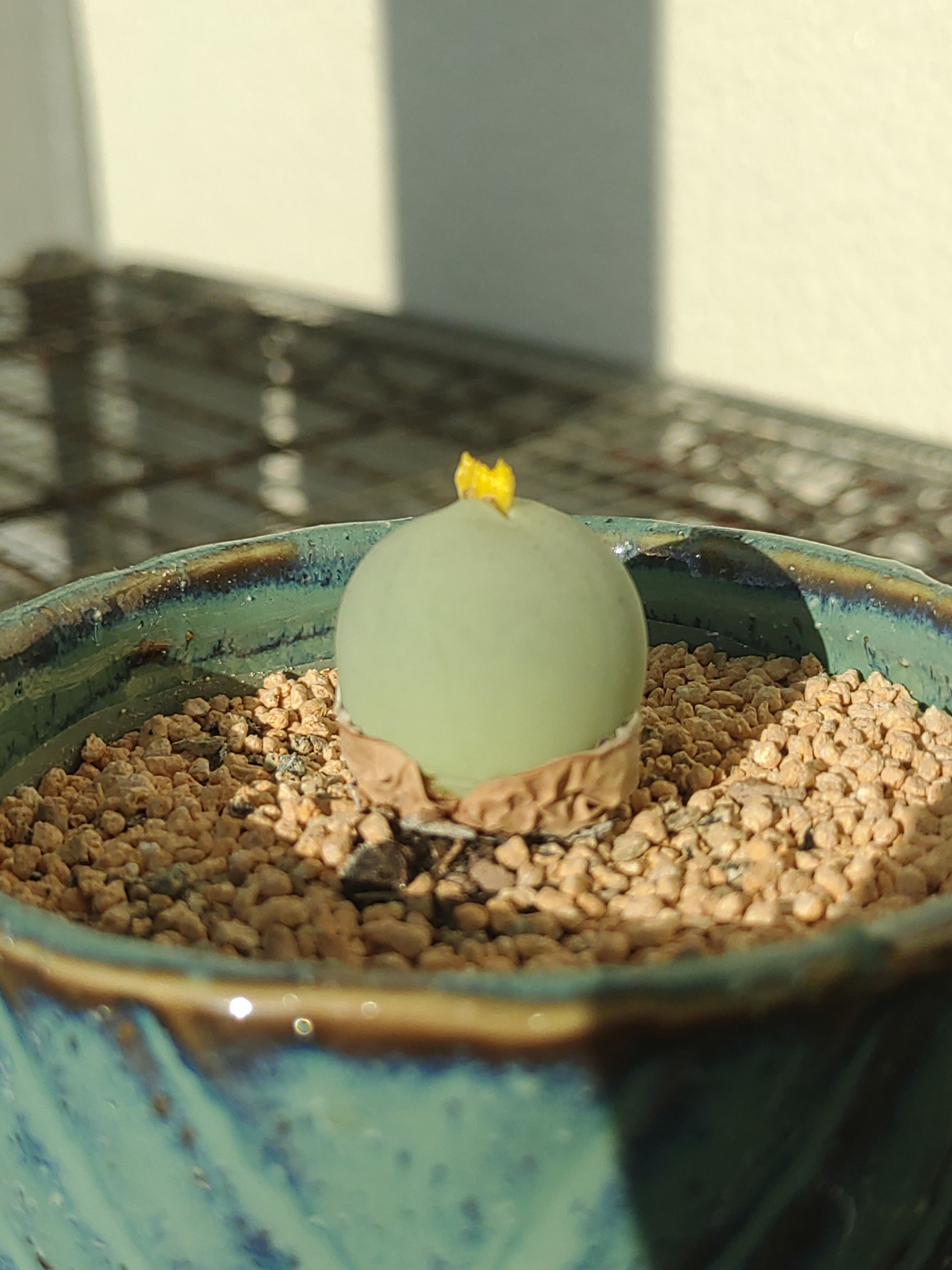は、は、花がっ（画像あり）