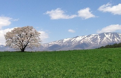 雪の岩手山と小岩残井牧場の１本桜。一緒に見る事はめったにないと言われています。