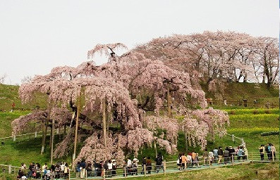 地元福島県が誇る、日本三大桜の、三春の滝桜。満開時のその姿には魅了されます。