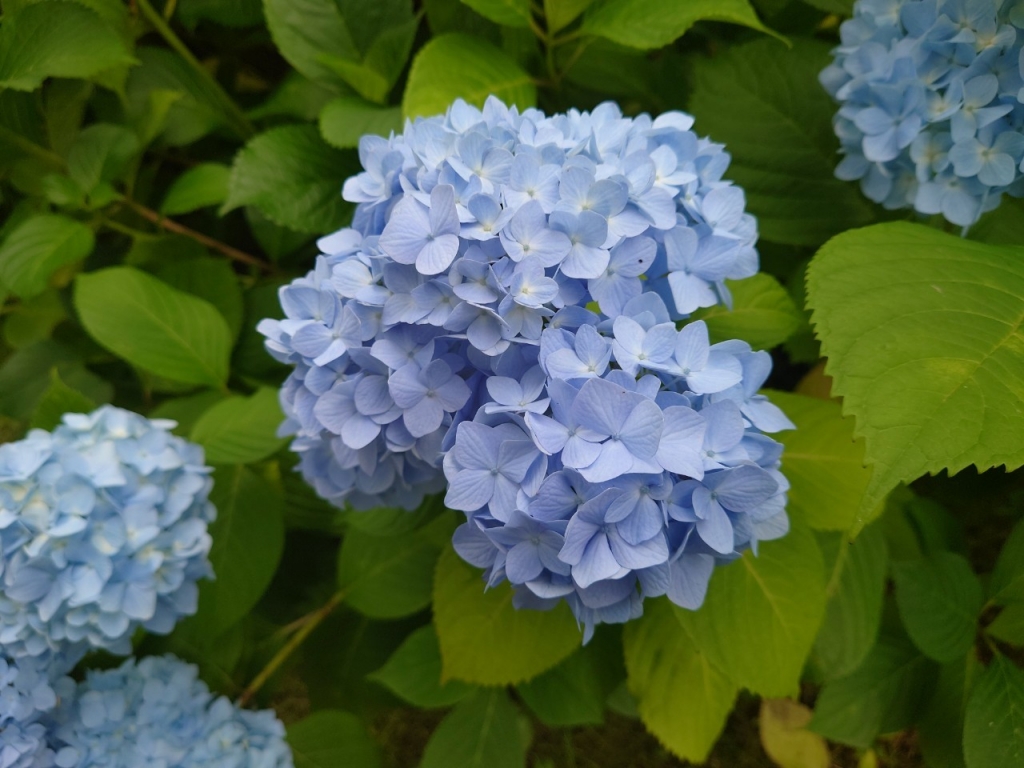 梅雨のキャンプ、蛍を見に行きました