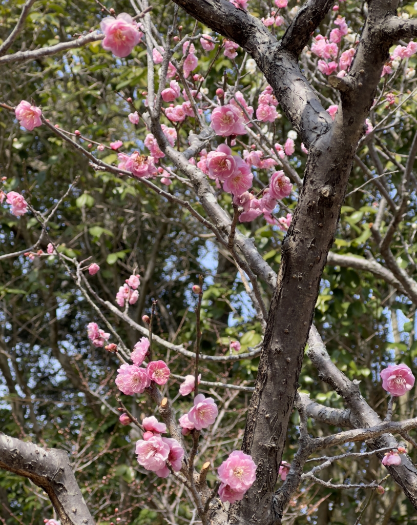 須磨離宮公園