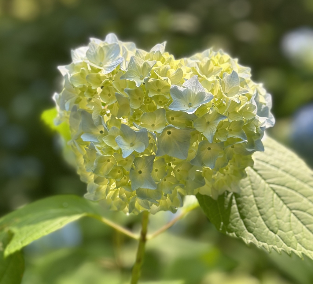 森林植物園