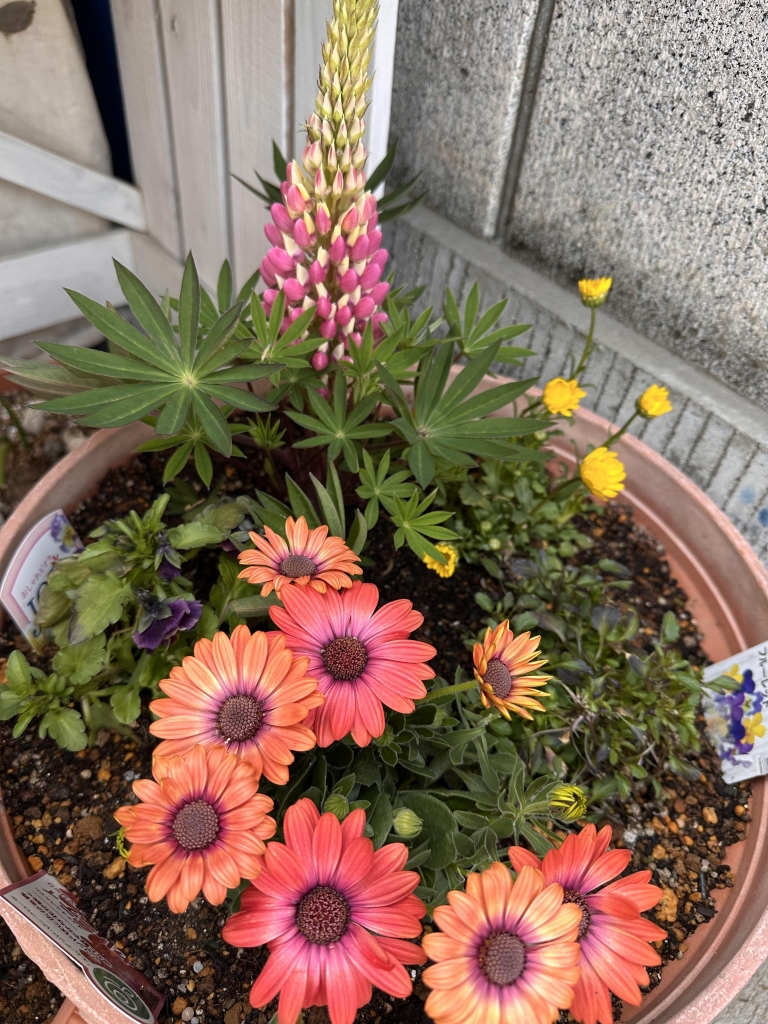 春のお花