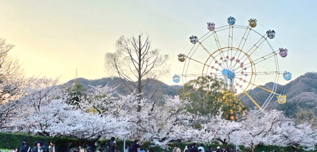 桜活動