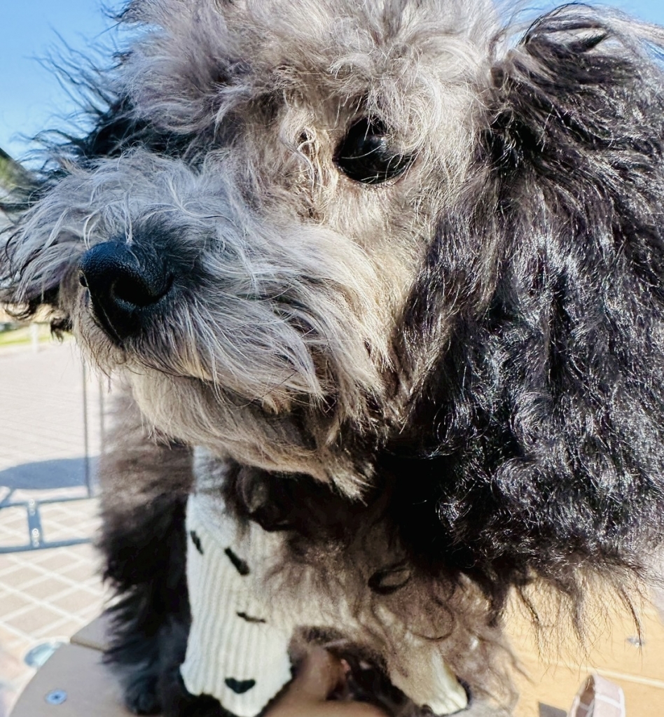 愛犬リリィが初めての…