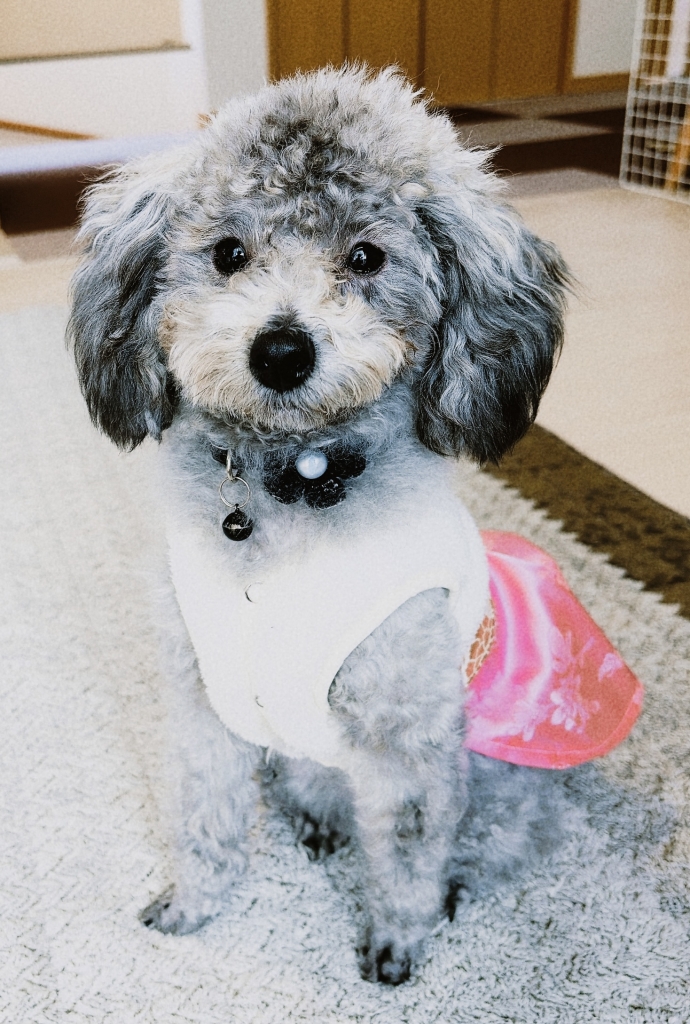 春スタイルにすっきりだワン🐶