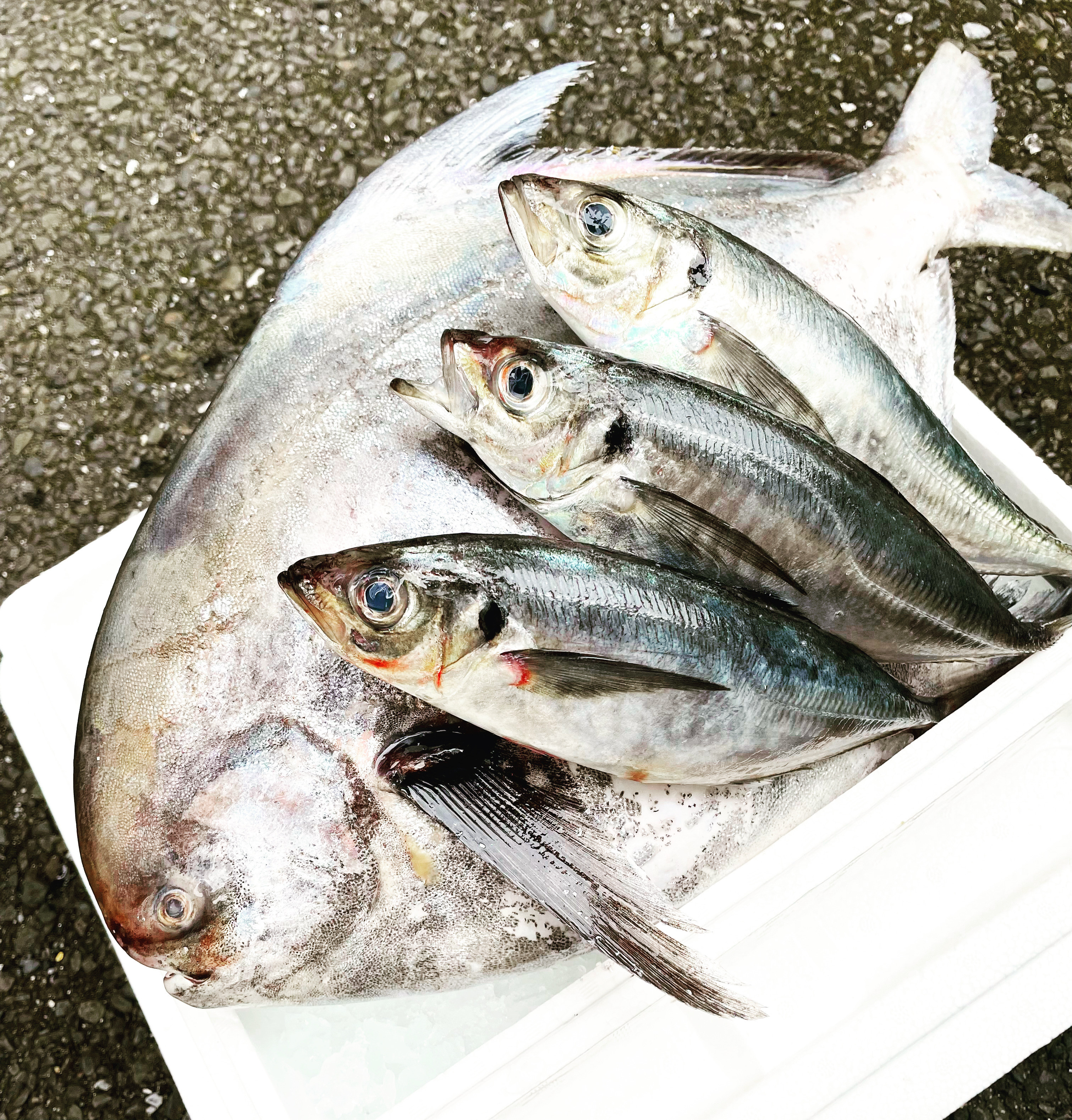 長崎産「マナカツオ」入荷始めました