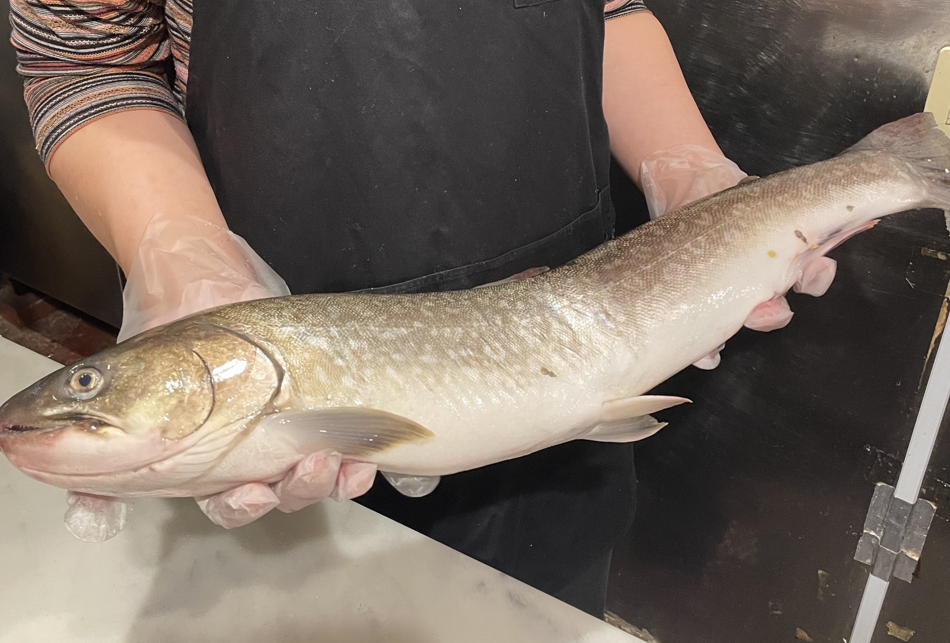 未知の魚、北海道産「アメマス」〜摩訶不思議で美味しい〜