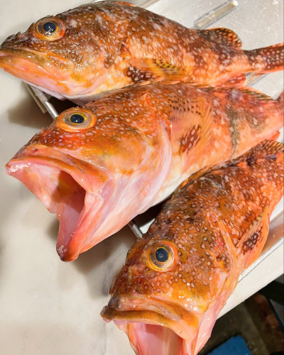 「秋田産カサゴ」〜この魚は頭と骨から出汁を取ると美味しいです〜〜