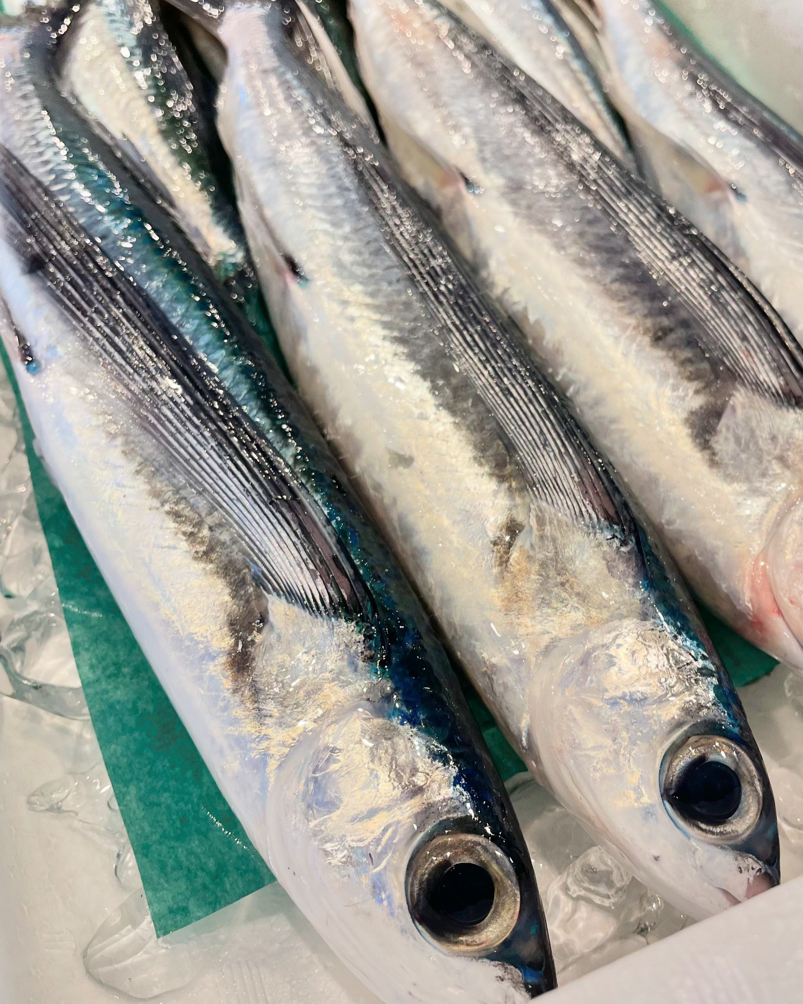 長崎産「トビウオ」〜今年もやってきました〜