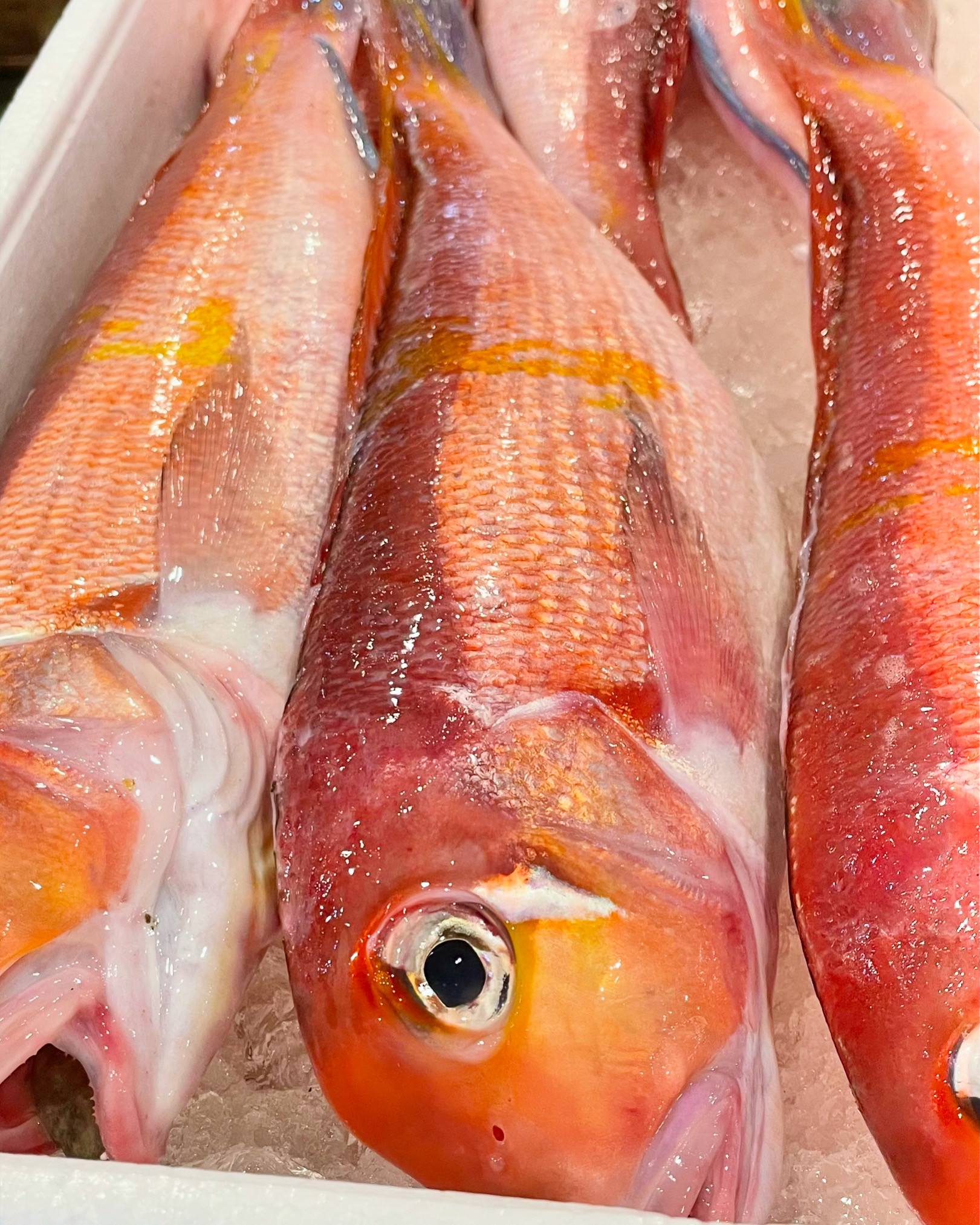 少し早いですが「甘鯛」〜やっぱり美味しいこの魚〜