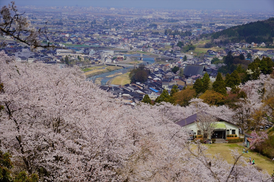 城ヶ山からの桜と町並み