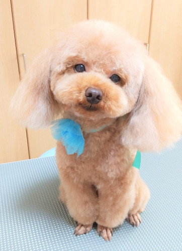 施術後わんちゃん🐶 ふわふわ良い子ちゃんです✨