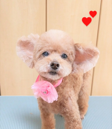 施術後わんちゃん🐶 良いお顔とたたずまいです✨