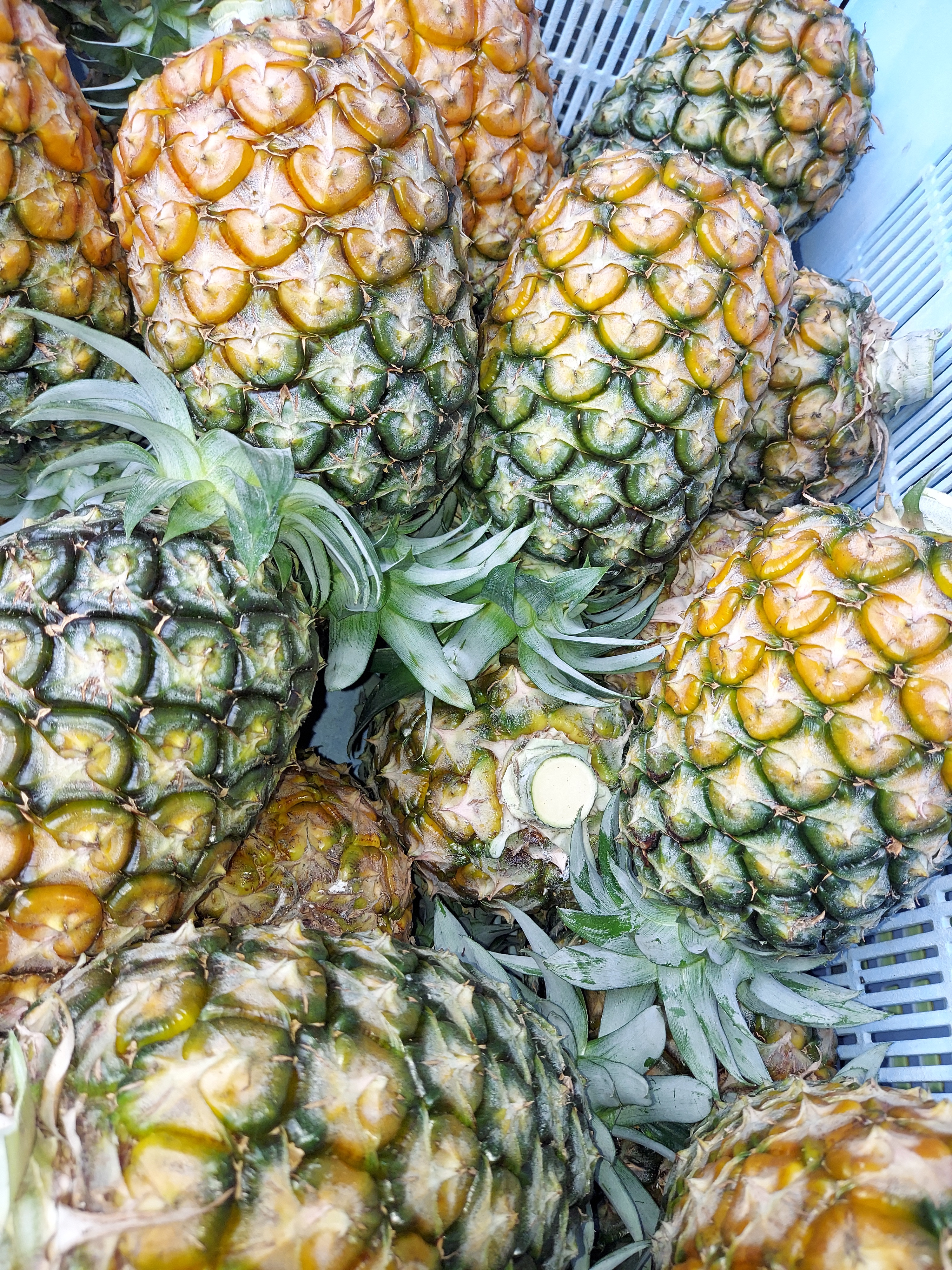 島パイン（ハワイ種）