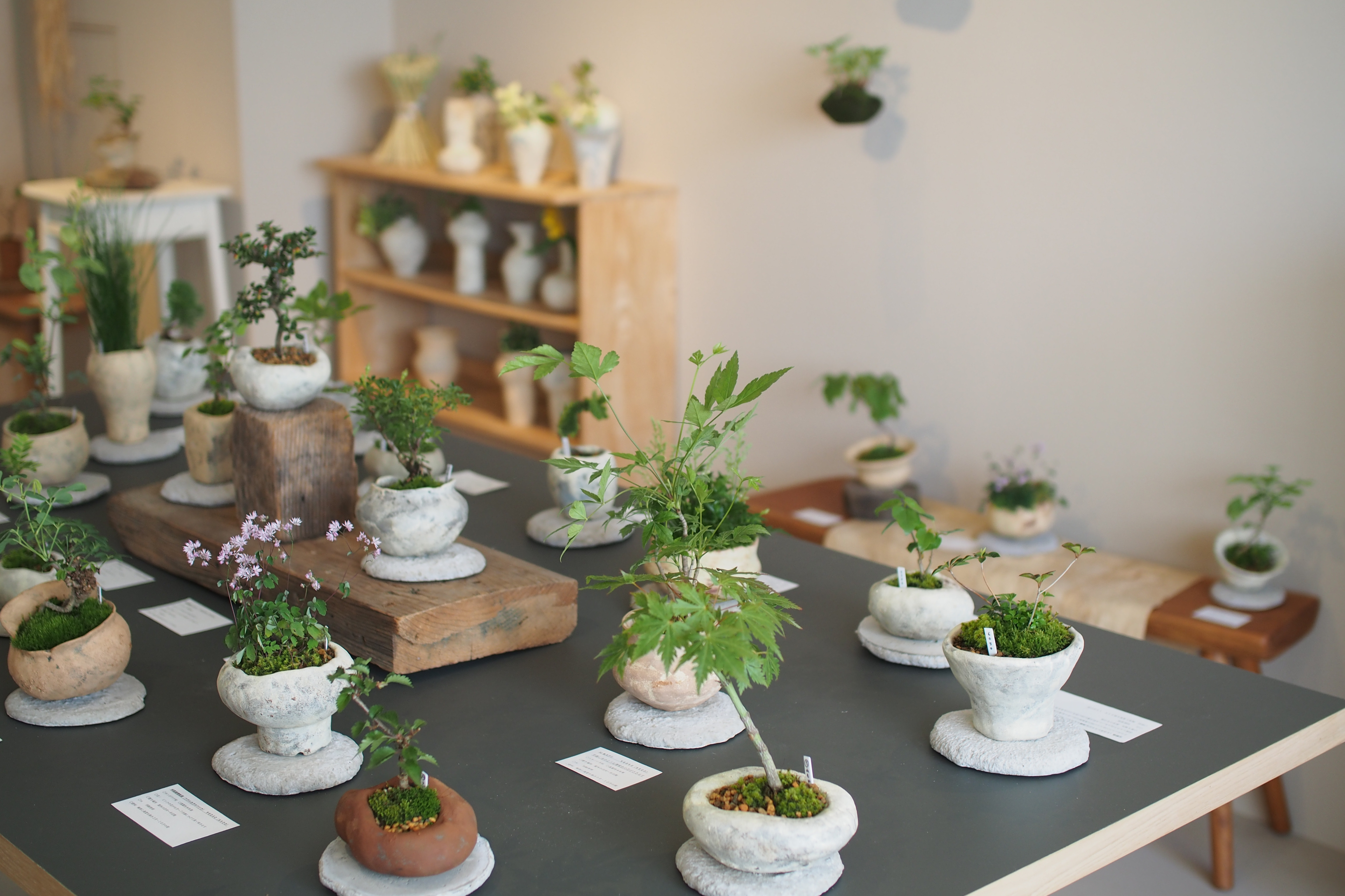榊麻美植物研究所 「小満の緑」展