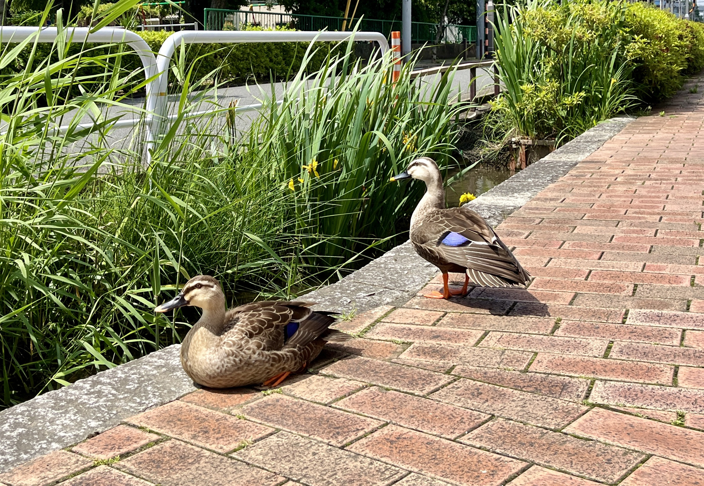 夏休み