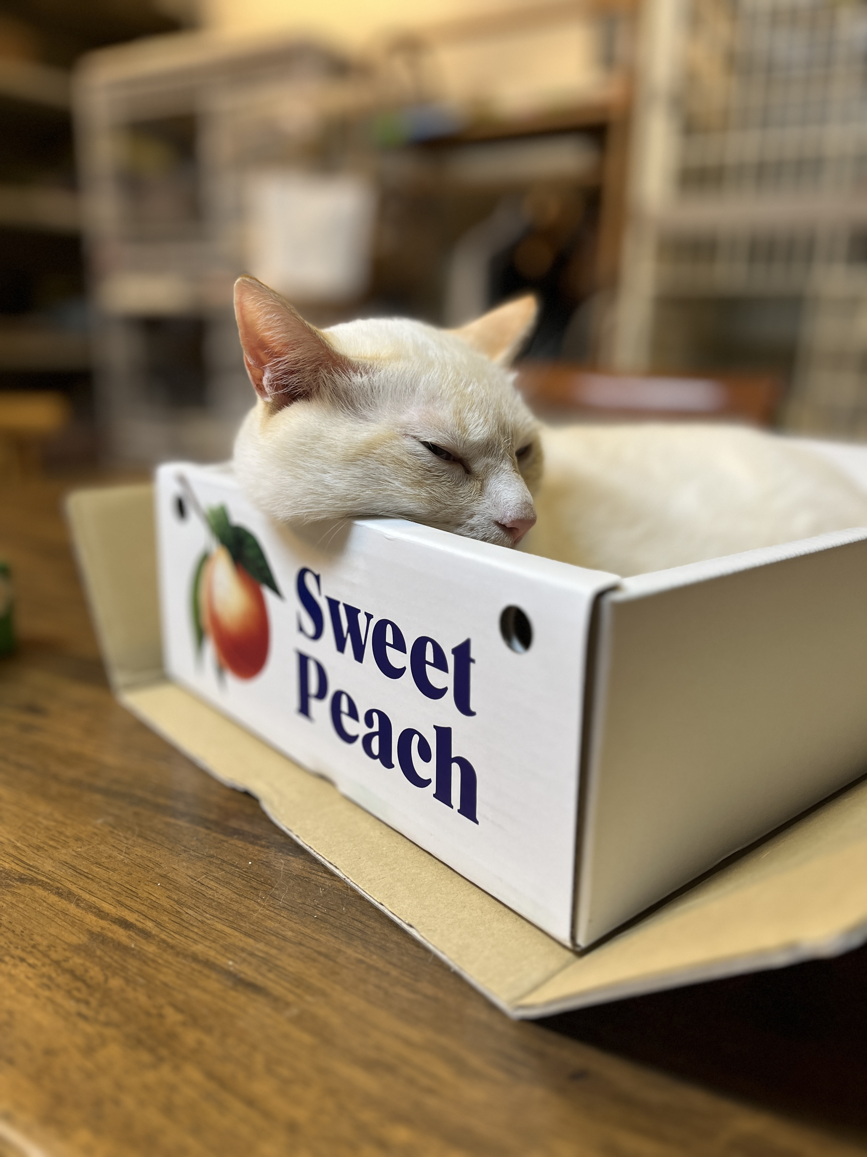 おやすみします
