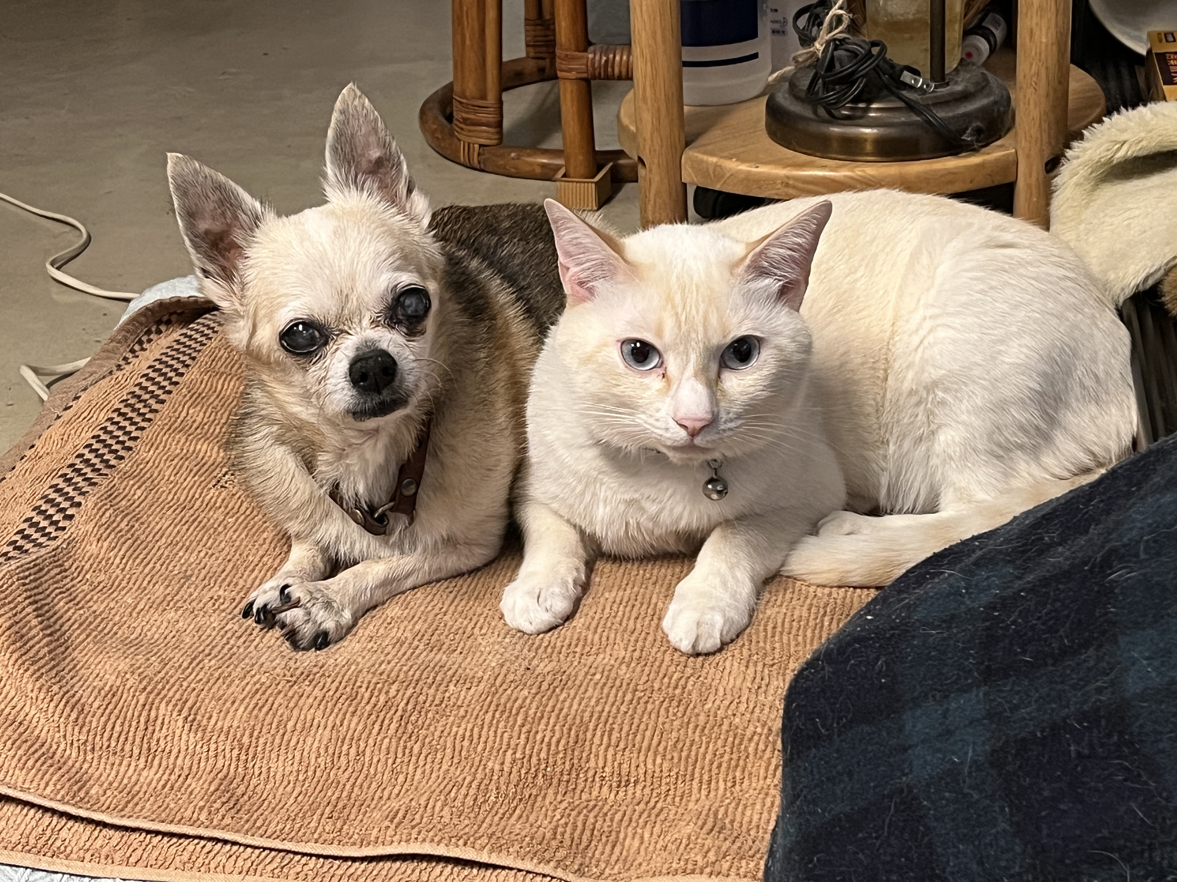 ちょこちょこ休業