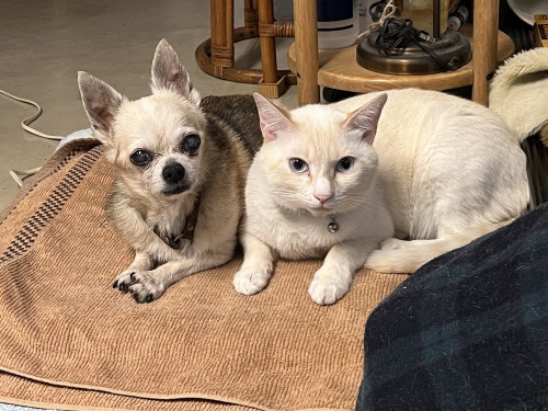 ちょこちょこ休業