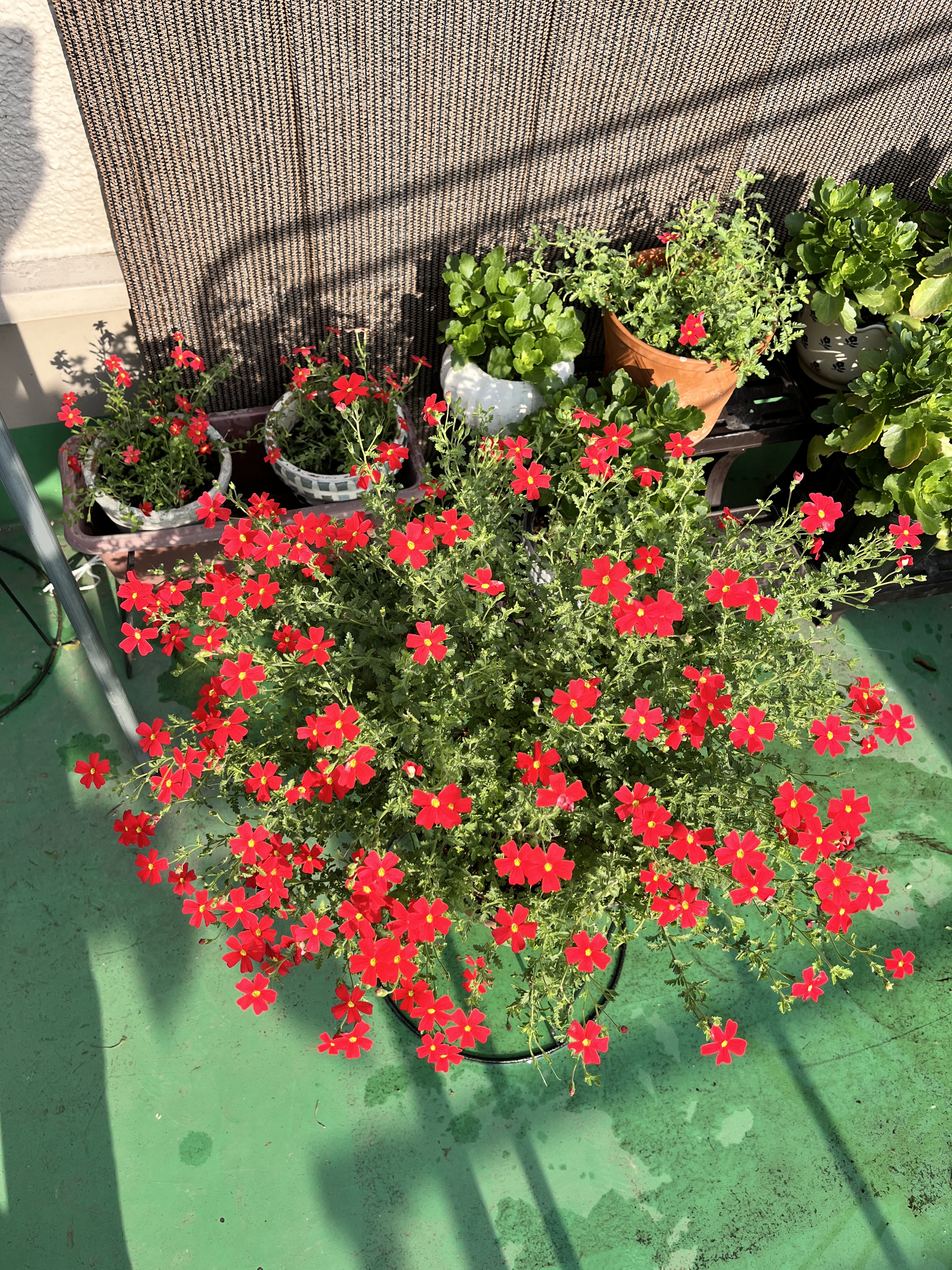 夏休み