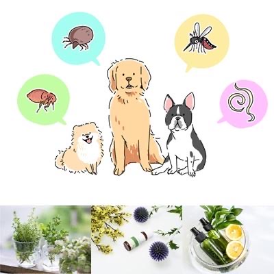 ワンちゃんの為のメディカルアロマ・ワークショップ - 安全で効果抜群の虫除けスプレーを作ろう! 開催のお知らせ