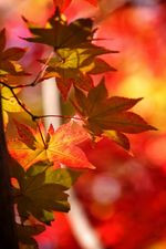 小林紅葉園 素晴らしい紅葉