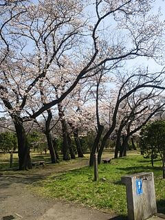 武蔵野3.jpg
