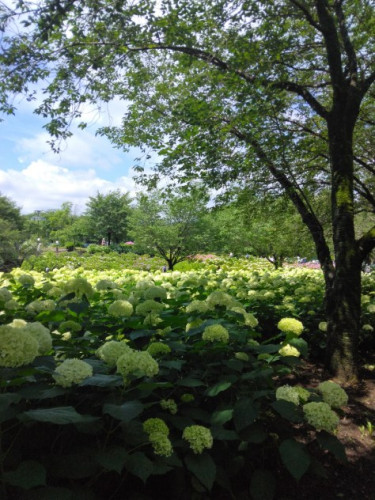 相模原北公園1.jpg