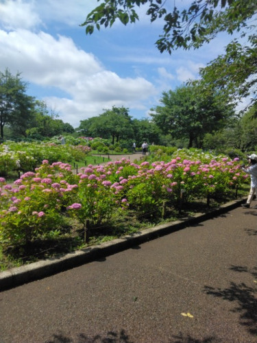 相模原北公園３.jpg