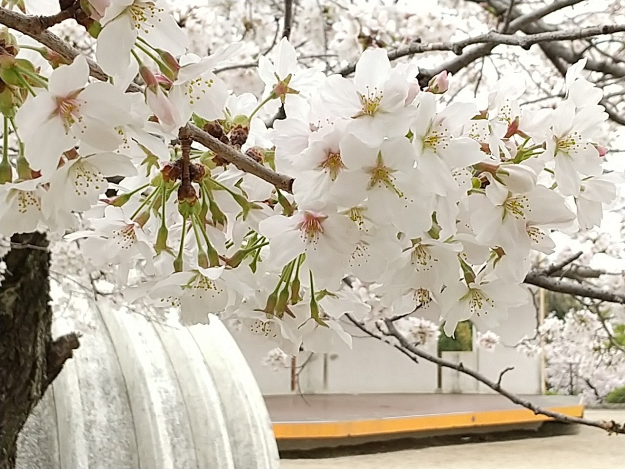 今年も晴れますよ。満開の桜のころはきっと。