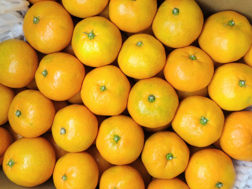 【 みかんの販売について 】