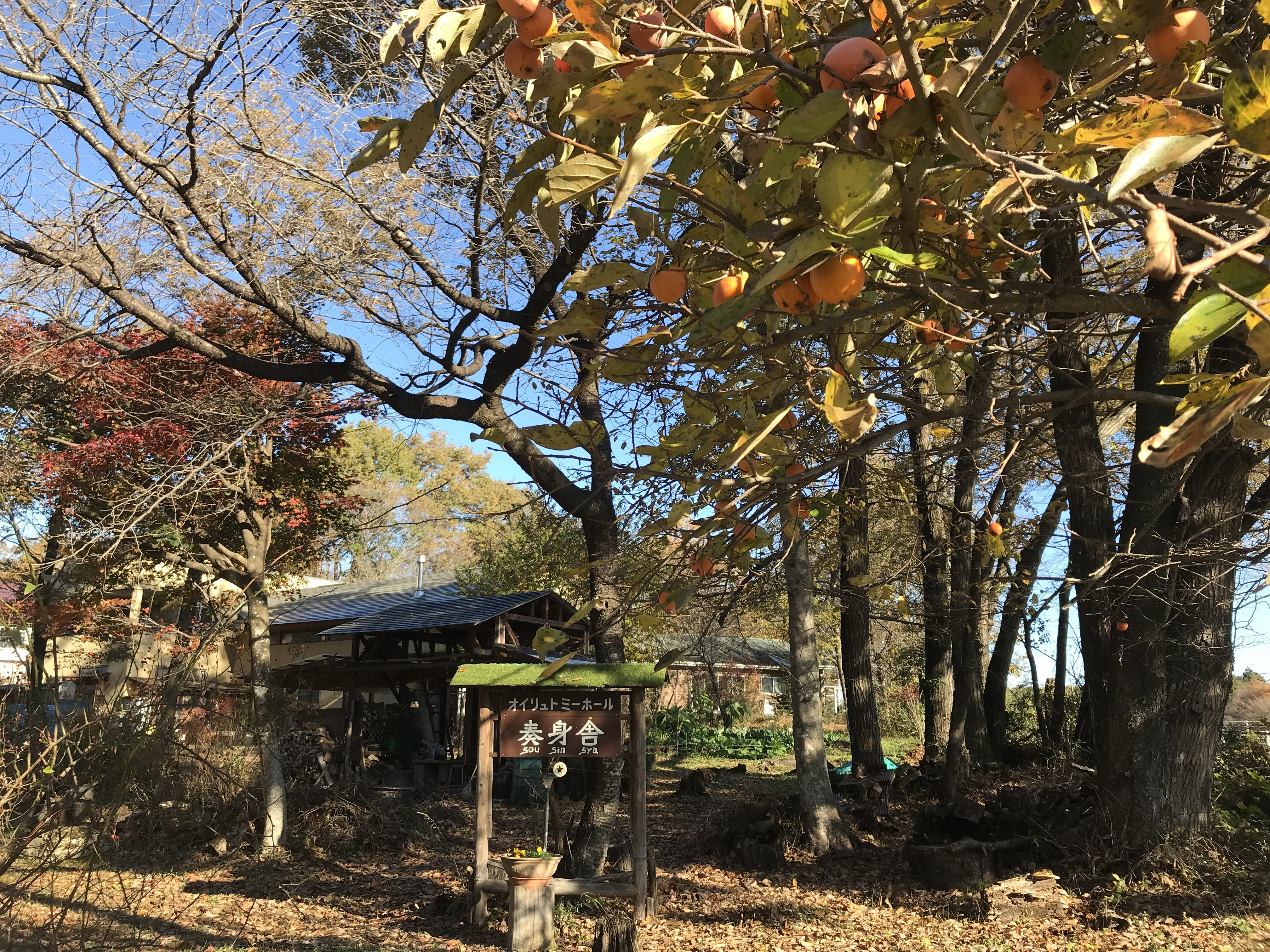 【11月のオイリュトミー予定】