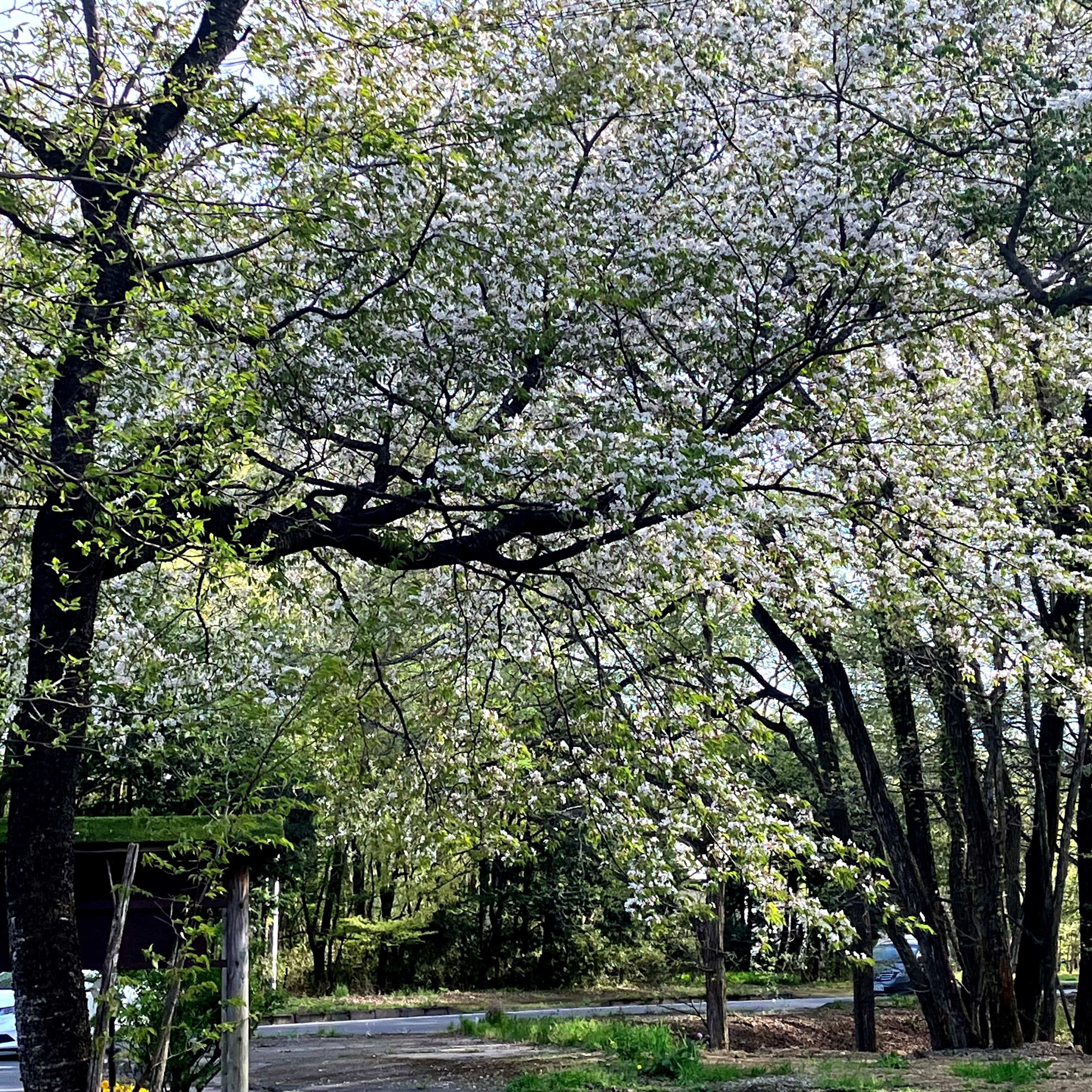 【5月のオイリュトミー予定】