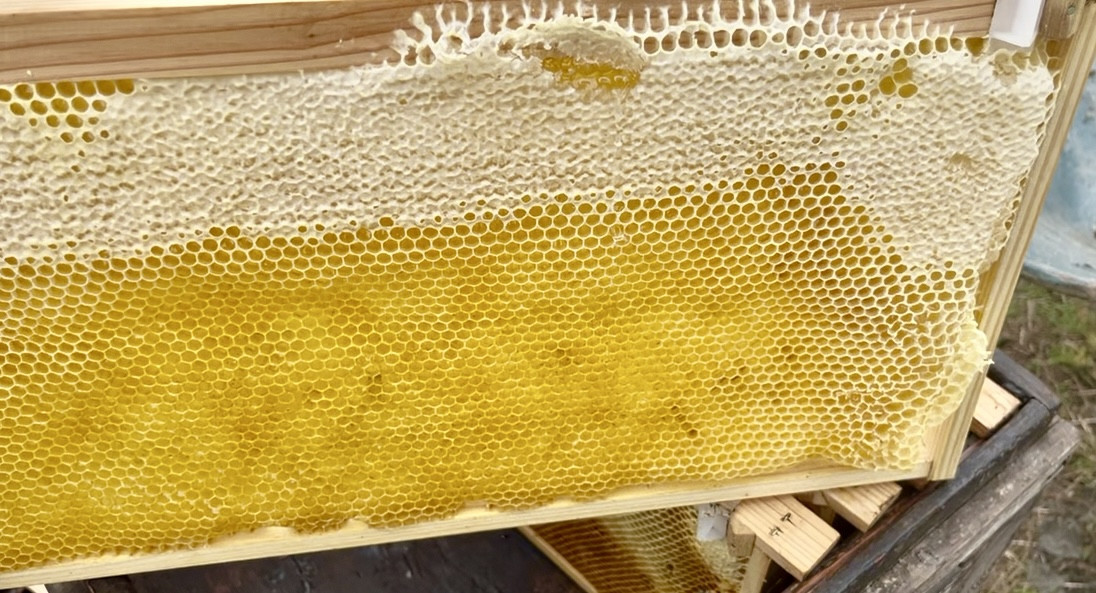 みつばちが集めたはちみつ