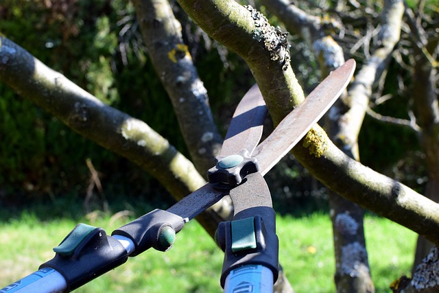 pruning-shears-g934e7ca29_640.jpg