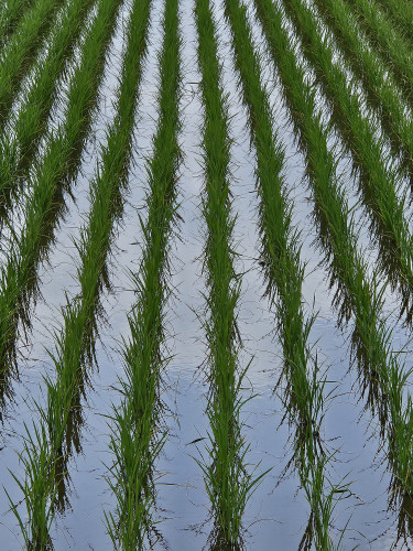 水稲の出穂期・・大丈夫?
