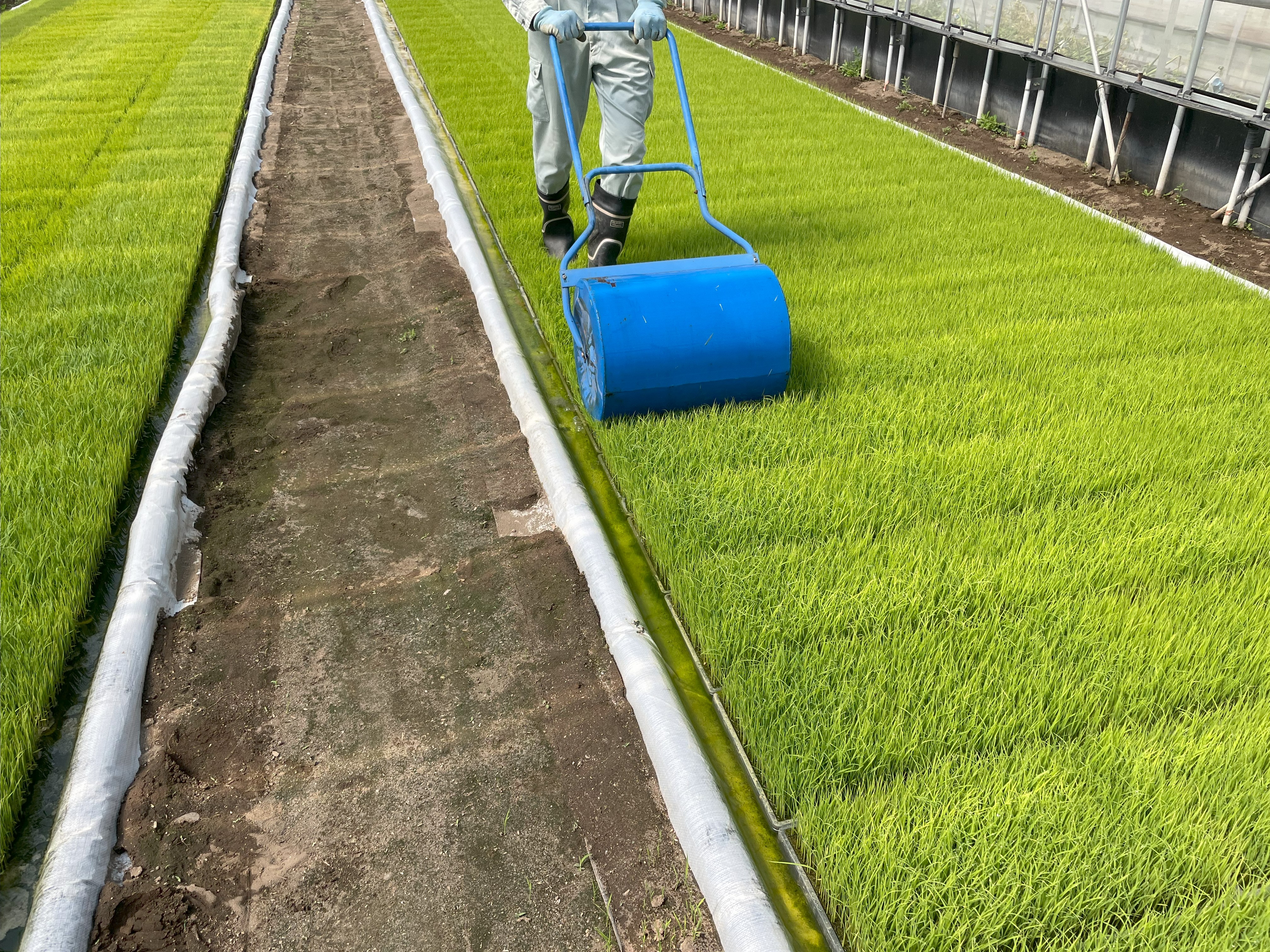 育苗履歴 育苗期間中、化学肥料・農薬は使用していません。