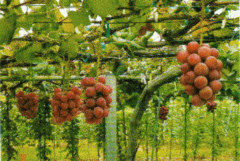 image2.gif