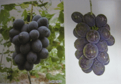 image4.gif