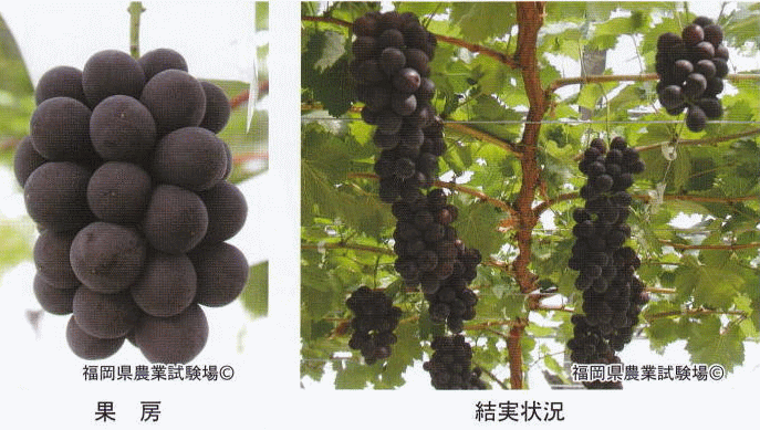 image5.gif