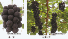 image5.gif