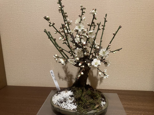 盆栽の梅子！
