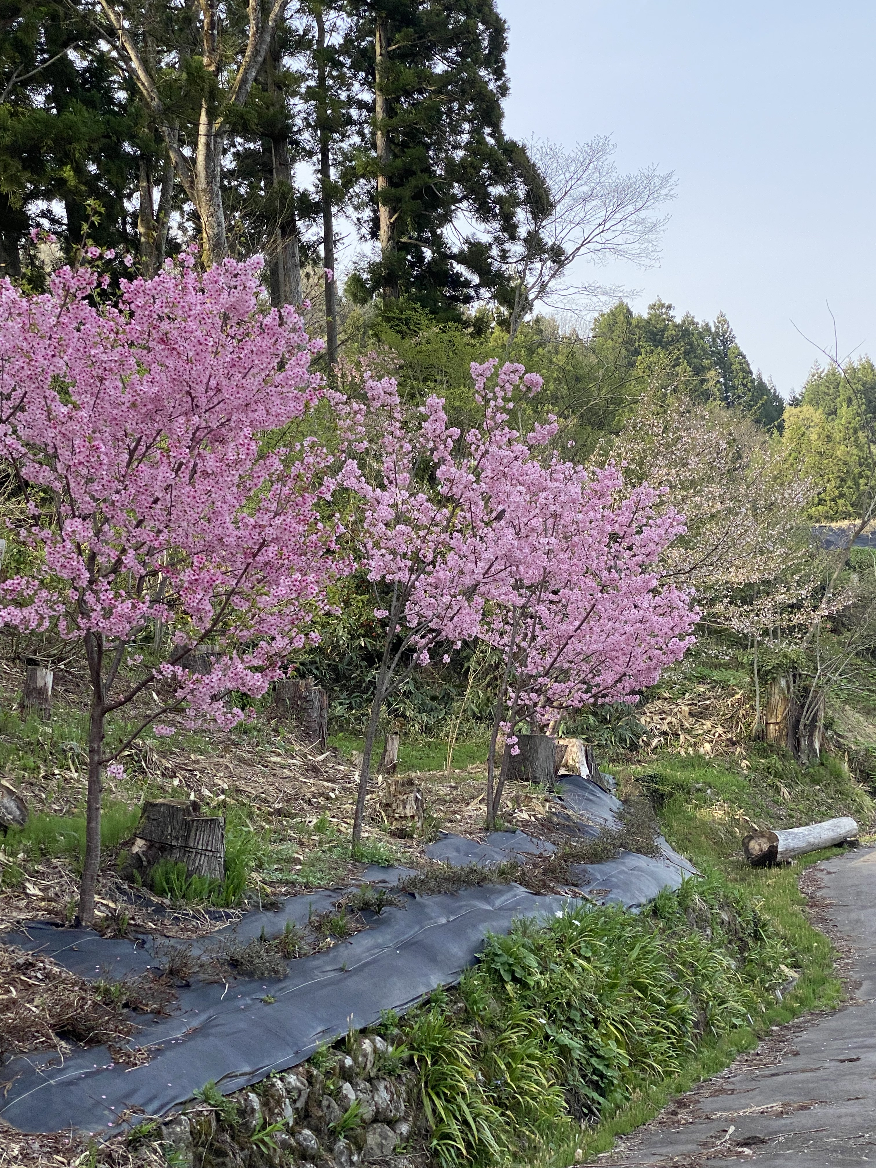 陽光桜満開