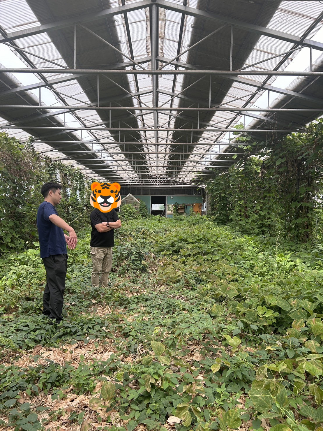 DRAGON FARM(ドラゴンファーム)