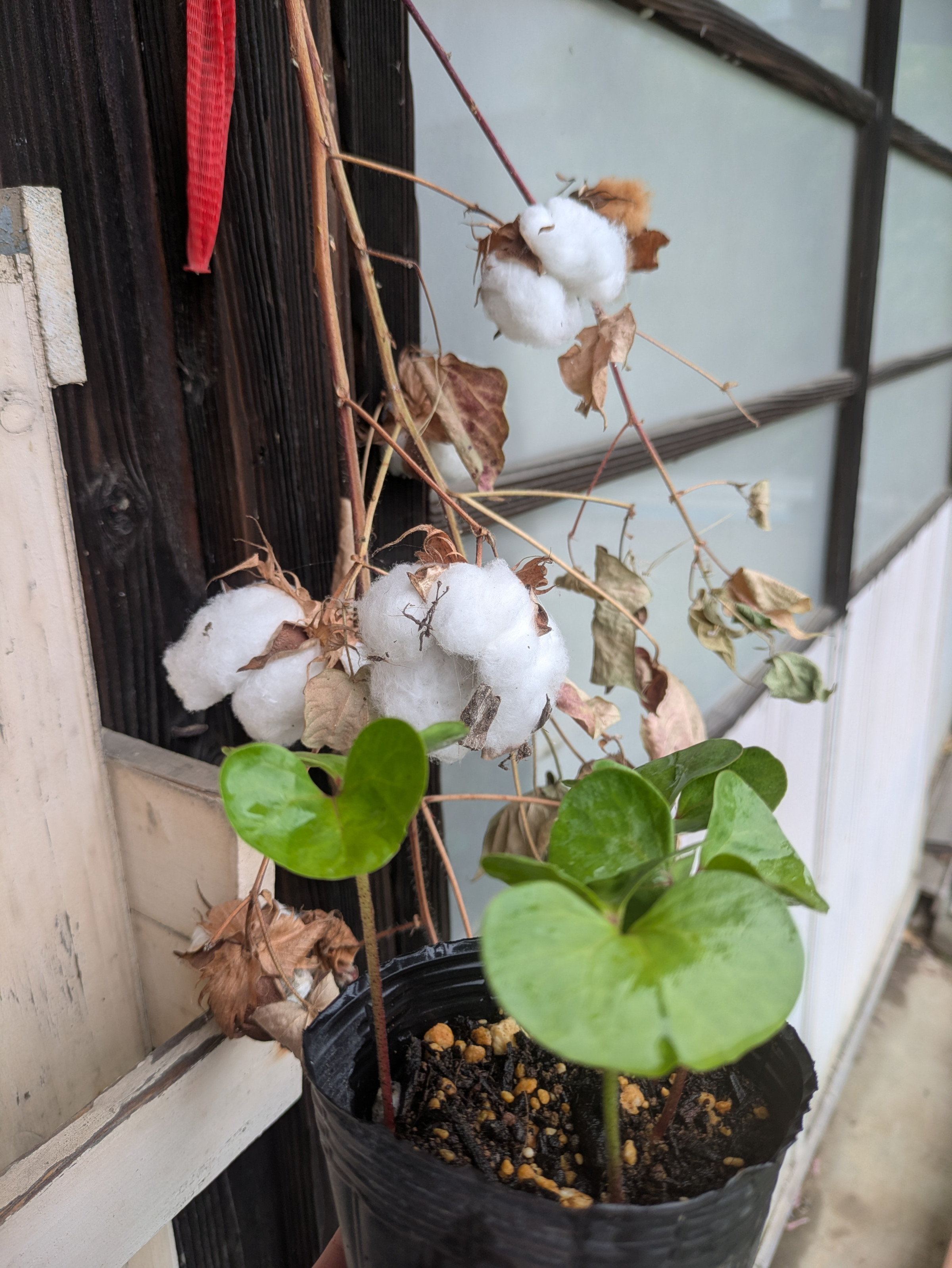 コットンの栽培